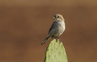 Woodchat Shrike