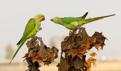 Rose-ringed Parakeet