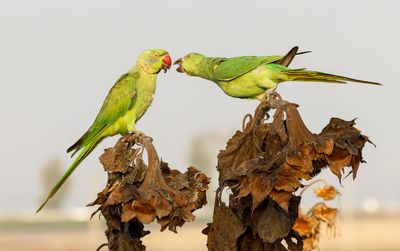 Rose-ringed Parakeet