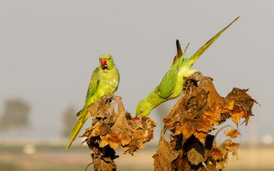 Rose-ringed Parakeet