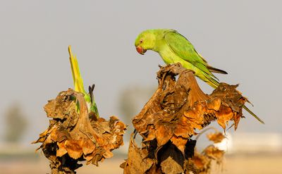 Rose-ringed Parakeet