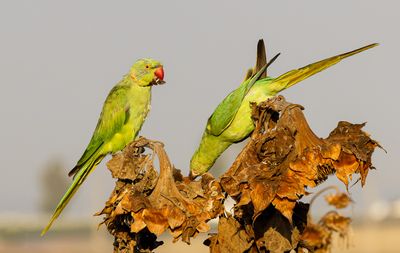 Rose-ringed Parakeet