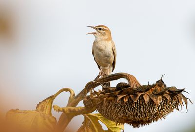 Rufous Bush Robin 
