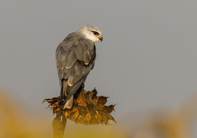 Black-winged kite