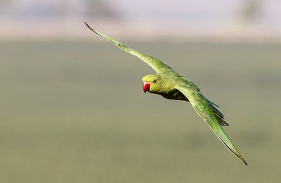 Rose-ringed Parakeet