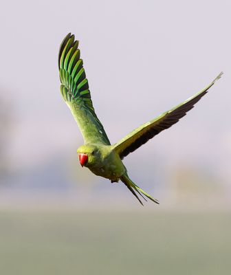 Rose-ringed Parakeet