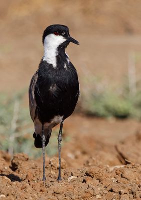 Spur-winged Lapwing     סיקסק
