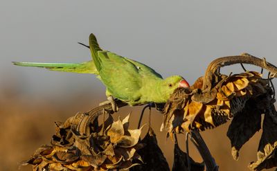 Rose-ringed Parakeet