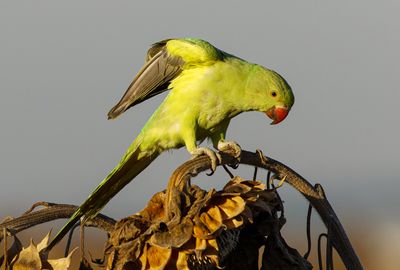 152A3679-CR3_DxO_DeepPRIME.jpg