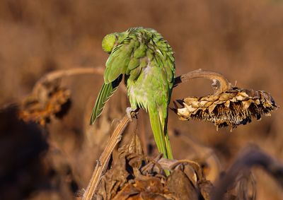 Rose-ringed Parakeet