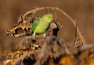 Rose-ringed Parakeet