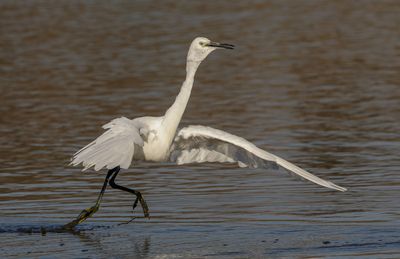 Little Egret