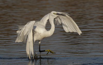 Little Egret