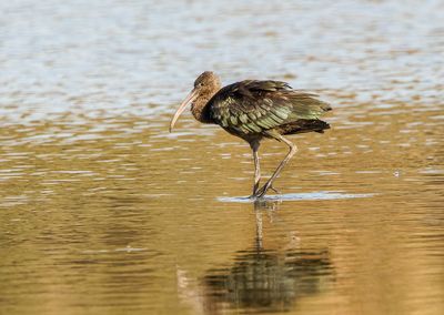 Glossy Ibis