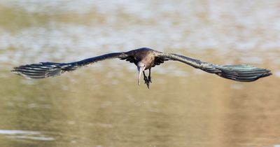 Glossy Ibis