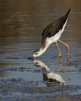 Black-winged stilt