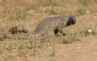 Egyptian mongoose