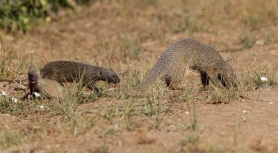 Egyptian mongoose