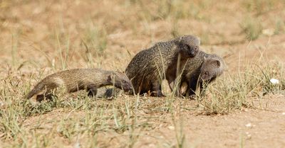 Egyptian mongoose