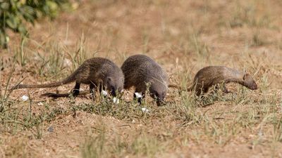 Egyptian mongoose