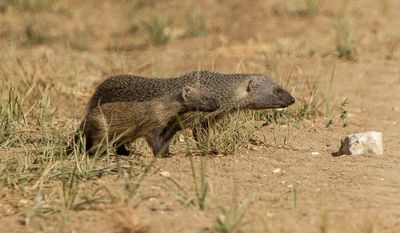 Egyptian mongoose   נמיה מצויה