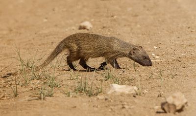 Egyptian mongoose נמיה מצויה