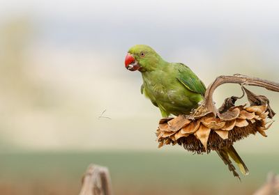 Rose-ringed Parakeet