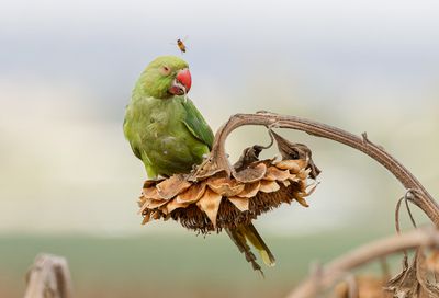 Rose-ringed Parakeet