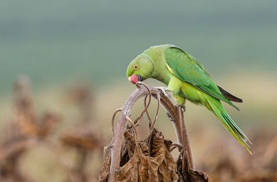 Rose-ringed Parakeet