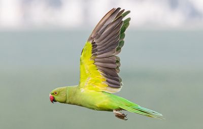 Rose-ringed Parakeet