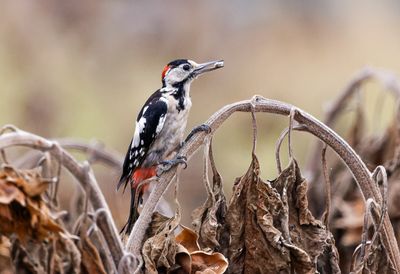 Syrian Woodpecker     נקר סורי