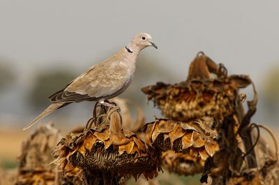 Collard Dove          תור הצווארון