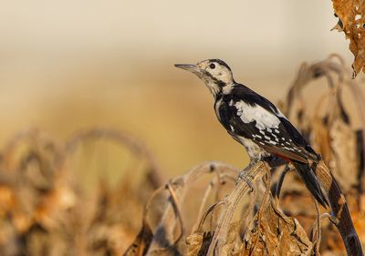 Syrian Woodpecker נקר סורי