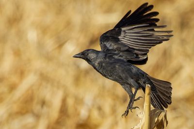 Eurasian Jackdaw