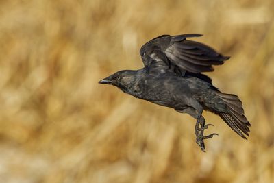 Eurasian Jackdaw קאק