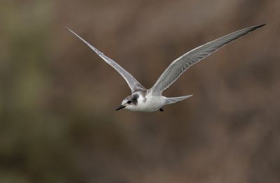 Whiskered Tern-young   מרומית לבנת לחי