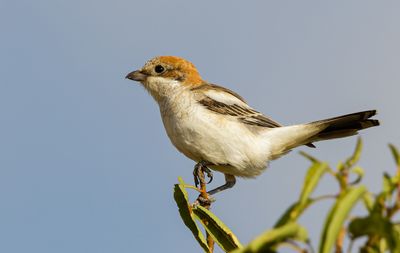 Woodchat Shrike