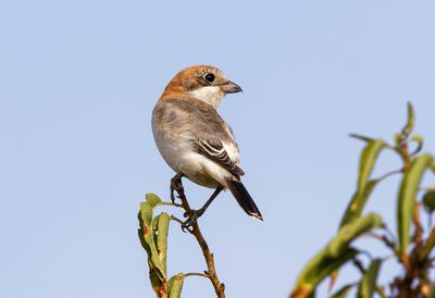 Woodchat Shrike