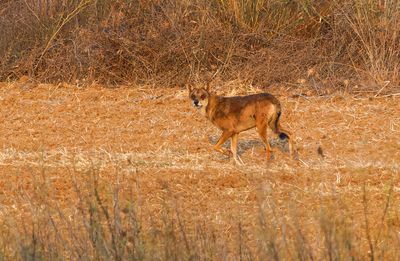 Wolf   זאב