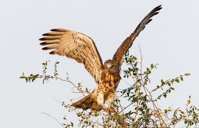 Short Toed Eagle