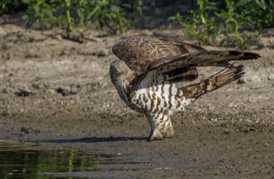 Honey Buzzard 