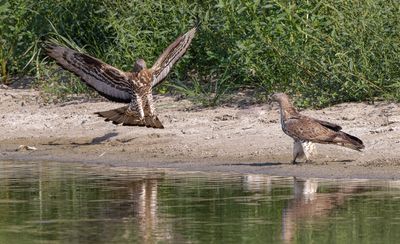 Honey Buzzard 