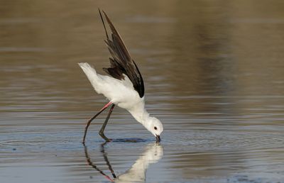 Black-winged stilt