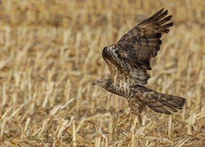 Honey Buzzard 