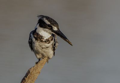 Pied Kingfisher