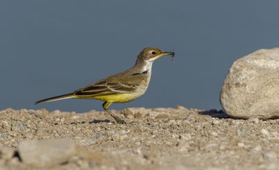 Yellow Wagtail