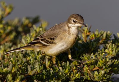 Yellow Wagtail