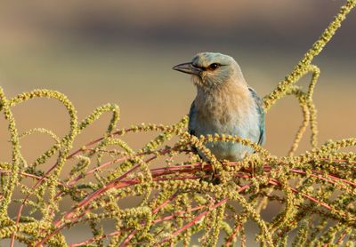 Roller (European)