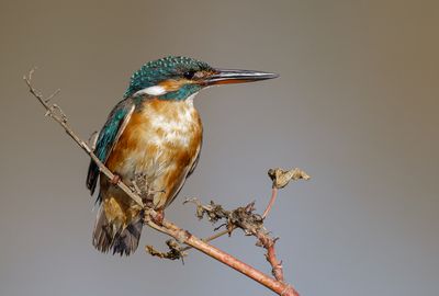 Kingfisher