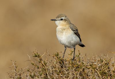 Northern Wheatear